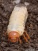 Chroust obecný (Brouci), Melolontha melolontha, Scarabaeoidea (Coleoptera)